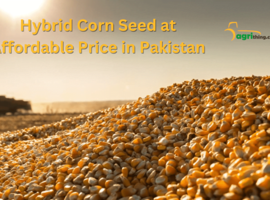 Corn Seed Prices in Pakistan: Affordable Options