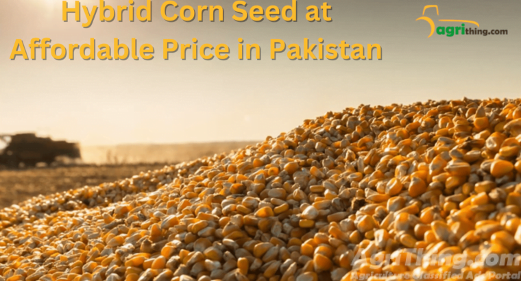 Corn Seed Prices in Pakistan: Affordable Options