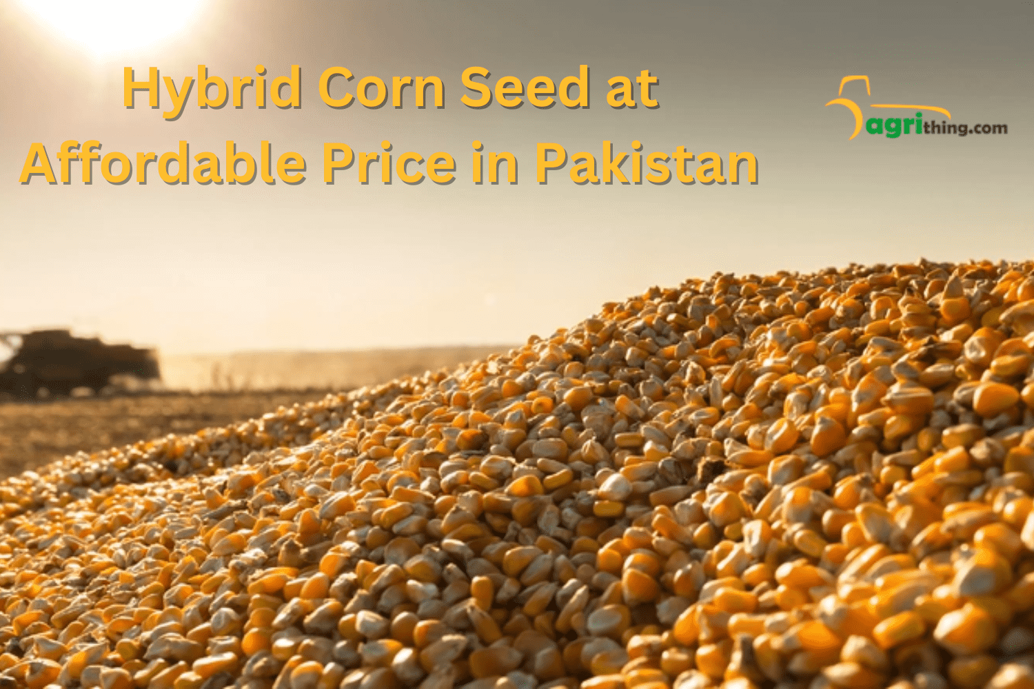 Corn Seed Prices in Pakistan: Affordable Options