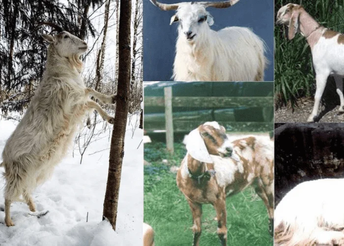 Sheep Breed in Pakistan: A Comprehensive Guide 3 kaghani goat sheep