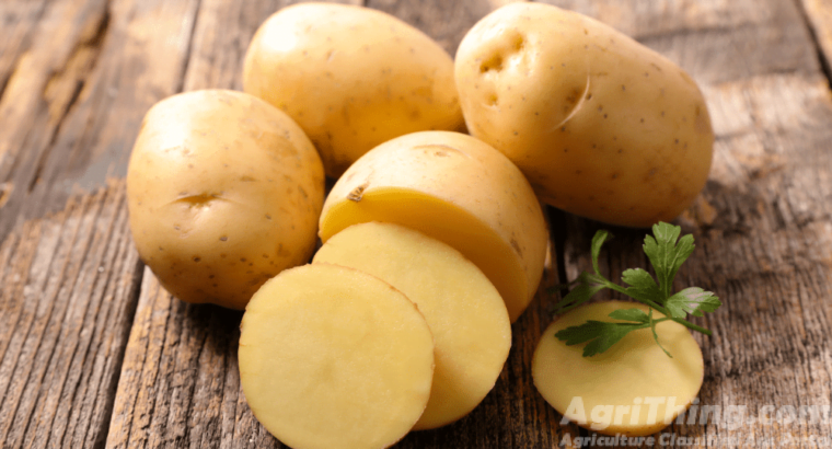 Kashmiri desi patato