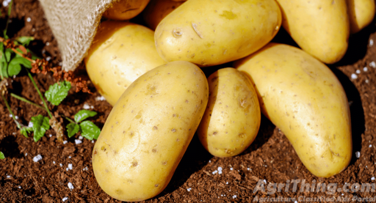 Kashmiri desi patato