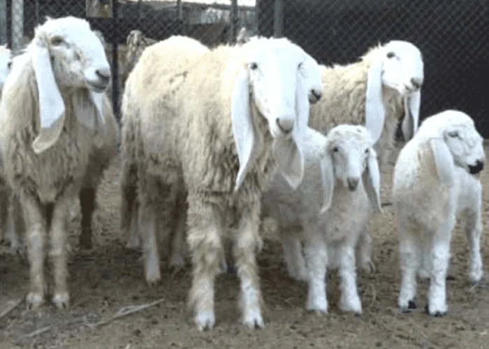 Sheep Breed in Pakistan: A Comprehensive Guide 4 lohi lamb