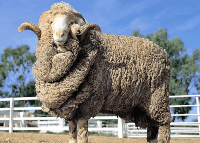 Sheep Breed in Pakistan: A Comprehensive Guide 6 sheep farming in pakistan