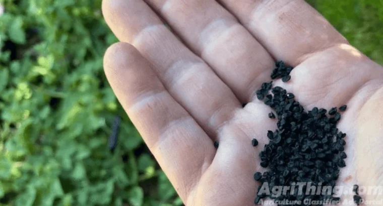 Onion Seed Phulkara 1kg Payaz Beej Maharaja Seeds