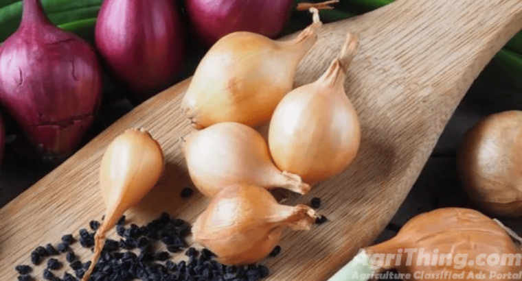 Onion Seed Phulkara 1kg Payaz Beej Maharaja Seeds