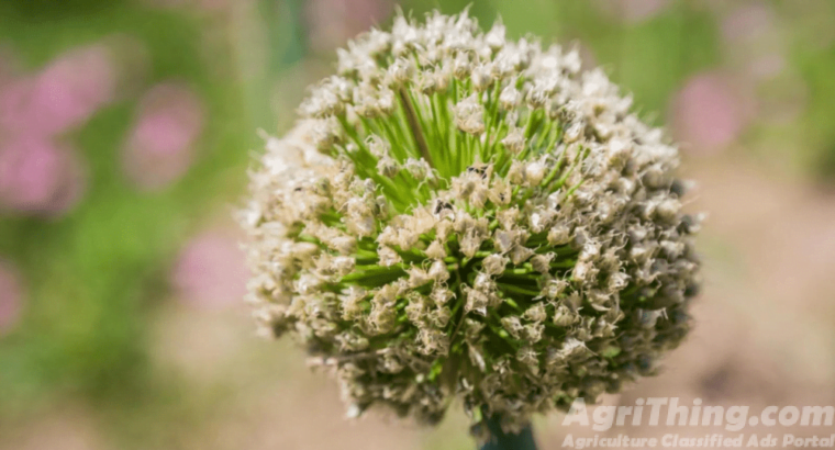 Onion Seed Phulkara 1kg Payaz Beej Maharaja Seeds