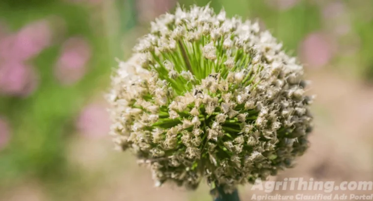 Onion Seed Phulkara 1kg Payaz Beej Maharaja Seeds