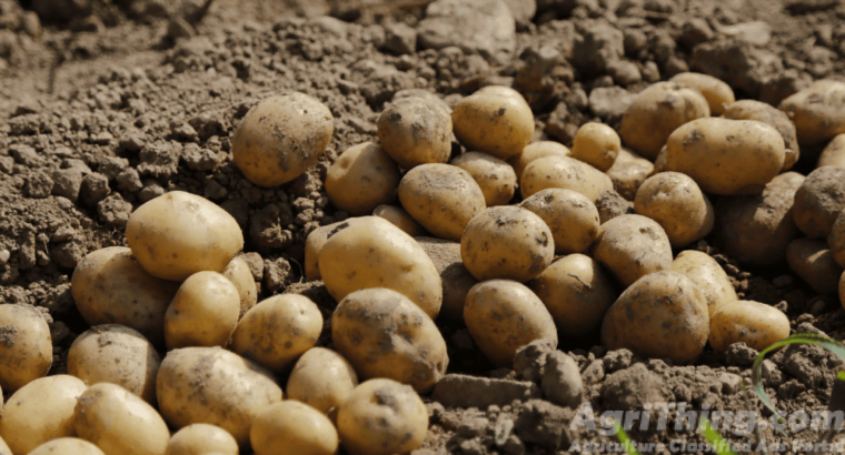 Kashmiri desi patato