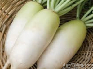 Radish 400gm Mino Early Long White Green Gold Seeds Mooli Beej Muli