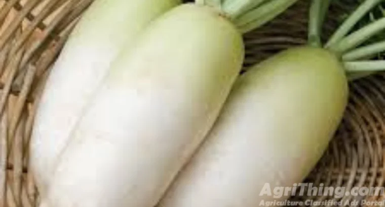 Radish 400gm Mino Early Long White Green...