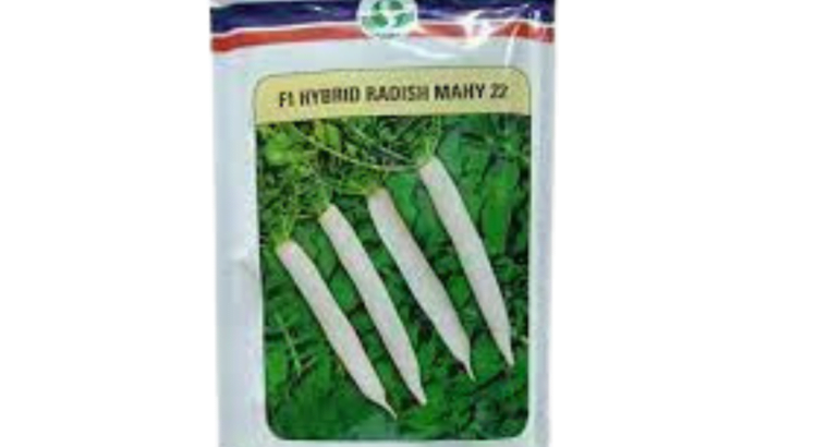 Radish 400gm Mino Early Long White Green Gold Seeds Mooli Beej Muli