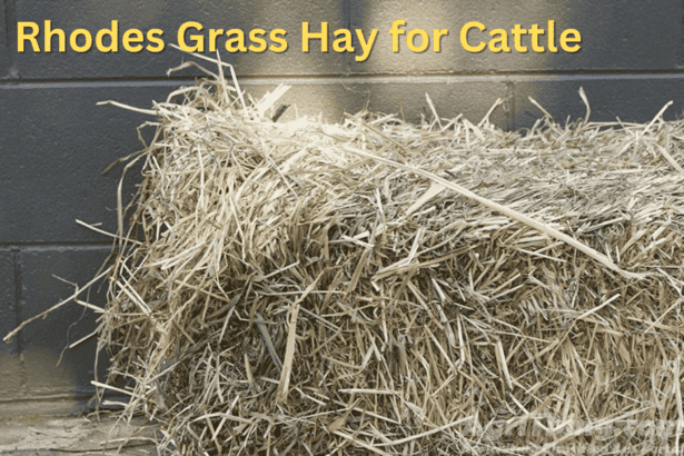 Rhodes Grass Hay