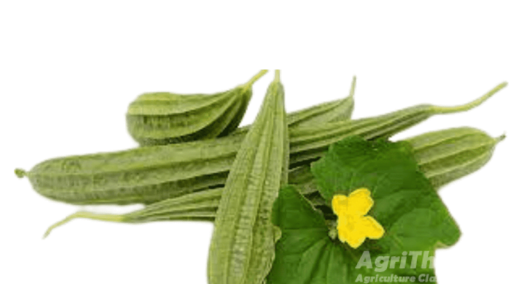 ridge gourd advantages