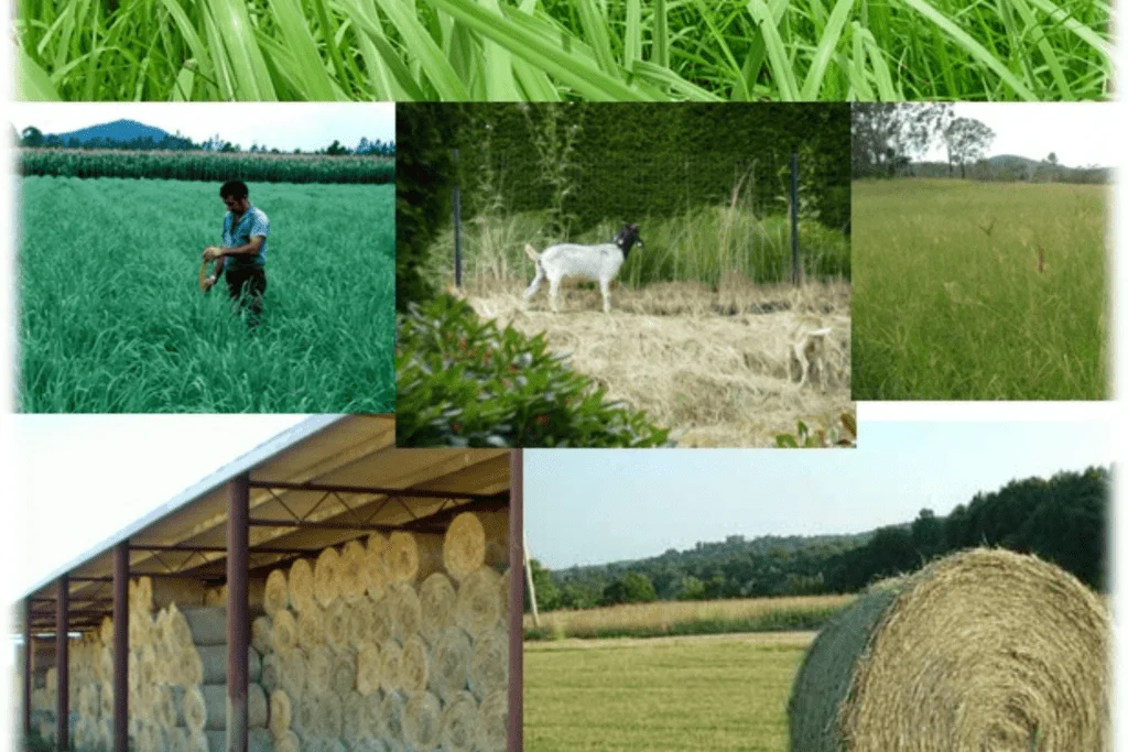 road grass maintenance in pakistan
