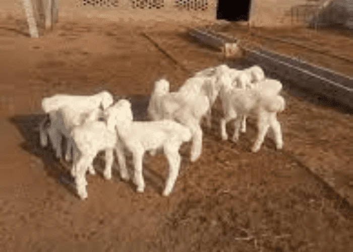 Sheep Breed in Pakistan: A Comprehensive Guide 5 pakistani sheep
