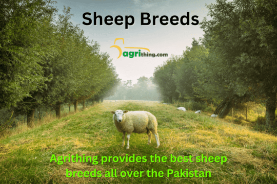 Sheep Breed in Pakistan: A Comprehensive Guide