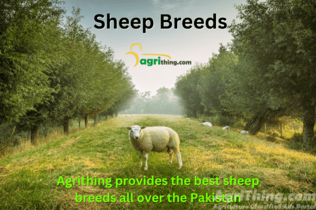 Sheep Breed in Pakistan: A Comprehensive Guide
