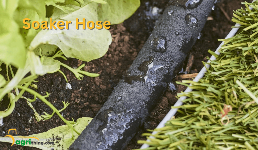 Drip Irrigation For Vegetable Gardens Best Practices