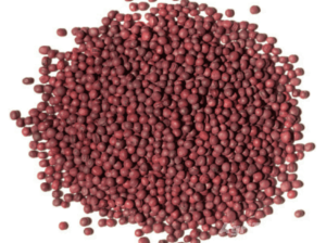 Turnip Purple Top White Globe 400gm Imported France Service Plus Agriculture Distributor Green Gold