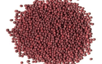 Turnip Purple Top White Globe 400gm Imported France Service Plus Agriculture Distributor Green Gold