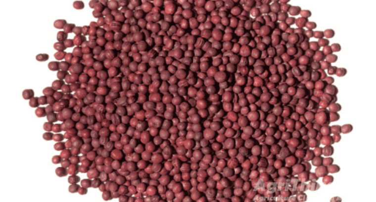 Turnip Purple Top White Globe 400gm Imported France Service Plus Agriculture Distributor Green Gold