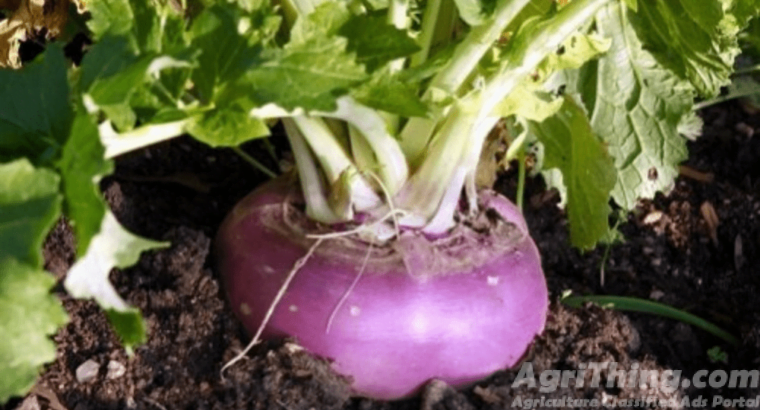 Turnip Purple Top White Globe 400gm Imported France Service Plus Agriculture Distributor Green Gold