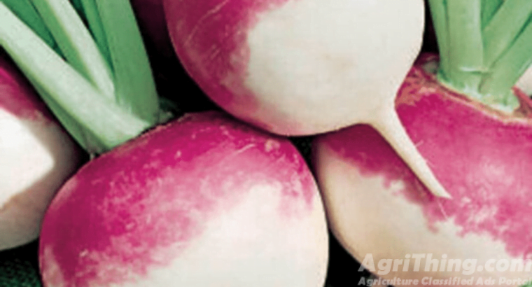 Turnip Purple Top White Globe 400gm Imported France Service Plus Agriculture Distributor Green Gold