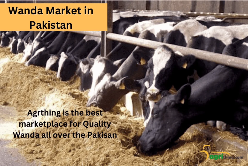 Wanda Price in Pakistan 1 wanda market in pakistan