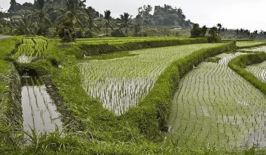 Traditional Watering Methods vs Drip Irrigation: Savings Unleashed 7 watering methods