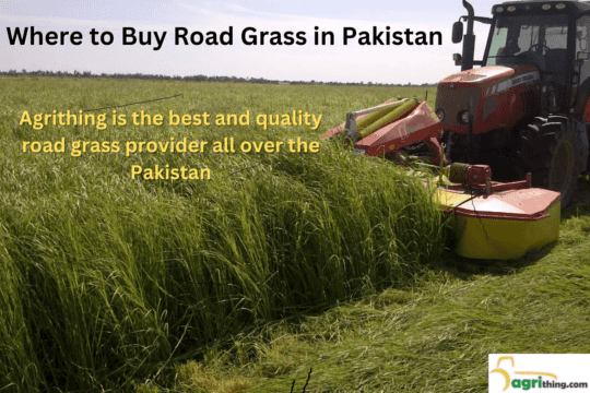 Road Grass Price In Pakistan- A Comprehensive Guide