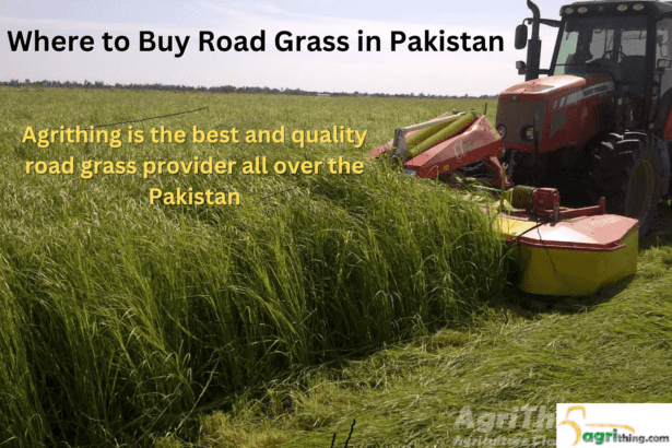 Road Grass Price In Pakistan- A Comprehensive Guide