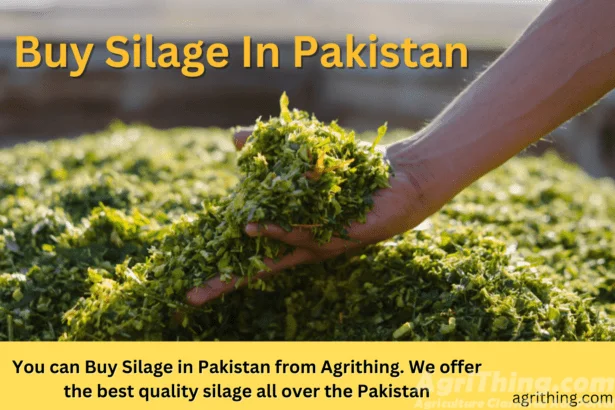 Silage Price in Pakistan: A Comprehensive Guide