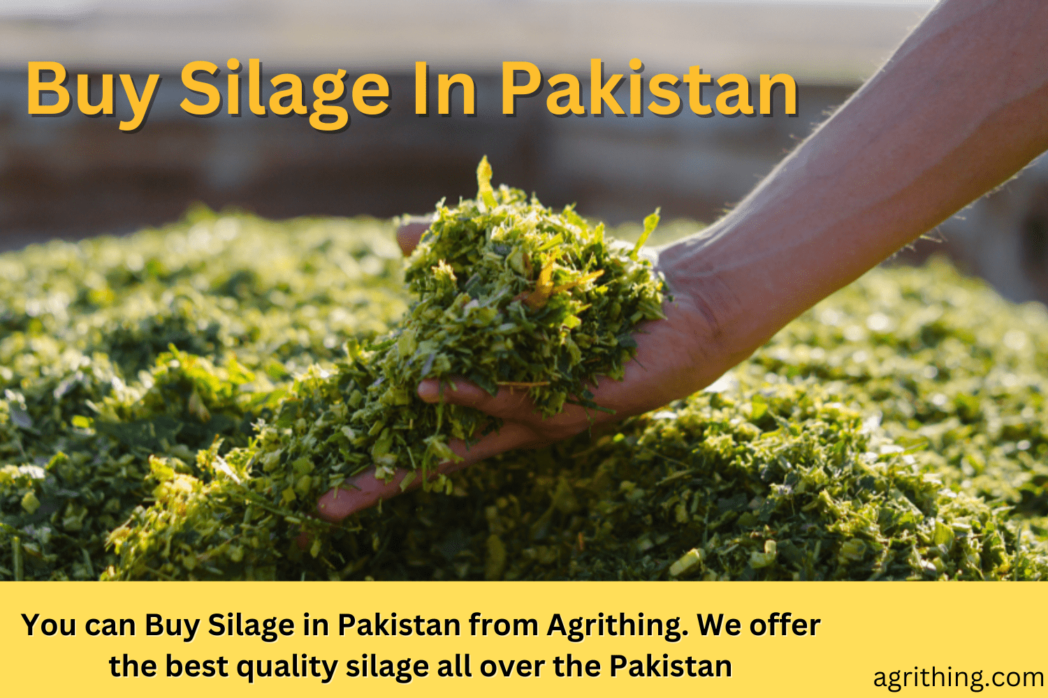 Silage Price in Pakistan: A Comprehensive Guide
