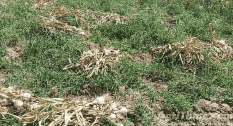 Jumbo Size G1 Garlic Original Swabi Seed