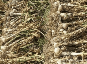 Jumbo Size G1 Garlic Original Swabi Seed