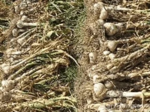 Jumbo Size G1 Garlic Original Swabi Seed