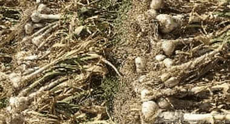 Jumbo Size G1 Garlic Original Swabi Seed