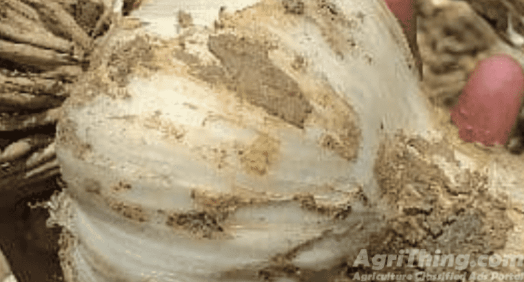 Jumbo Size G1 Garlic Original Swabi Seed