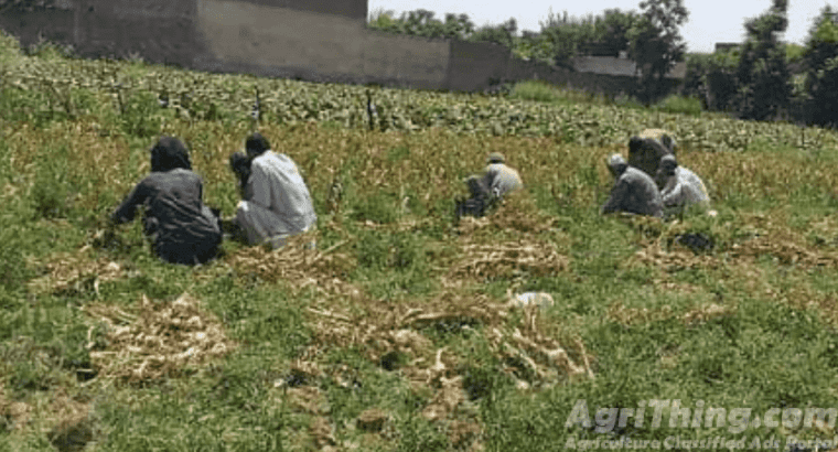 Jumbo Size G1 Garlic Original Swabi Seed