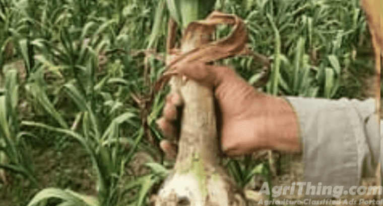 Jumbo Size G1 Garlic Original Swabi Seed