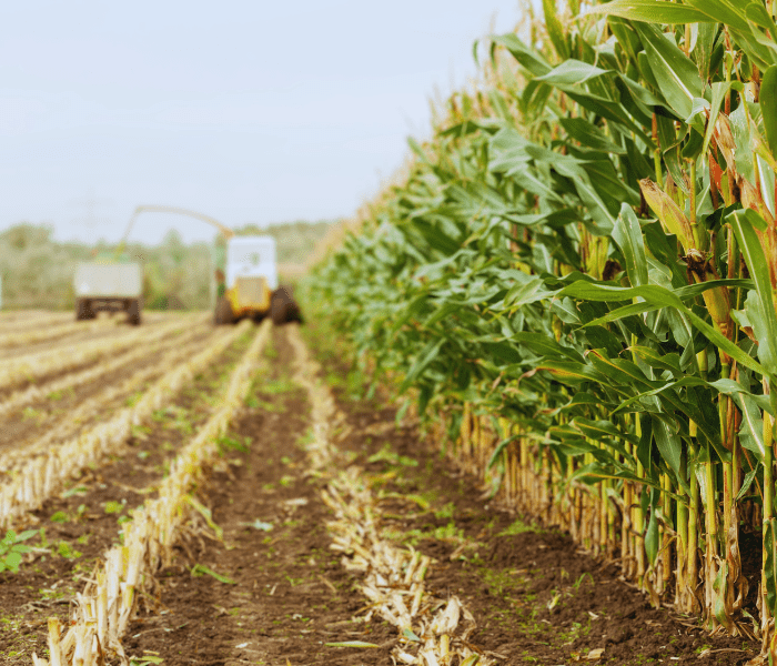 Corn Silage Testing: Ensuring Optimal Feed Quality 7 Common Mistakes Of Corn Silage Testing