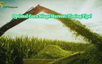 Timing Matters: Corn Silage Harvest Timing Secrets Revealed