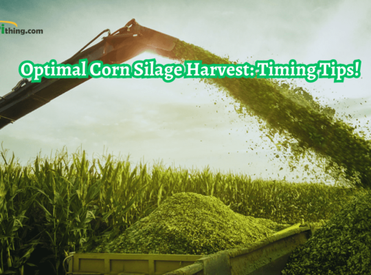 Timing Matters: Corn Silage Harvest Timing Secrets Revealed