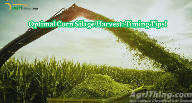 Timing Matters: Corn Silage Harvest Timing Secrets Revealed