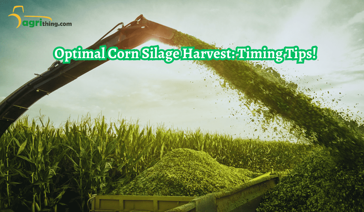 Timing Matters: Corn Silage Harvest Timing Secrets Revealed 3 Timing Matters: Corn Silage Harvest Timing Secrets Revealed