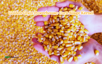 Mighty Corn Silage Kernels: Supercharge Livestock Nutrition