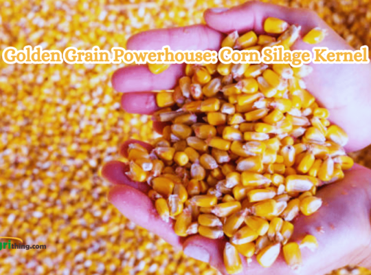Mighty Corn Silage Kernels: Supercharge Livestock Nutrition