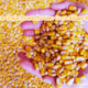 Mighty Corn Silage Kernels: Supercharge Livestock Nutrition