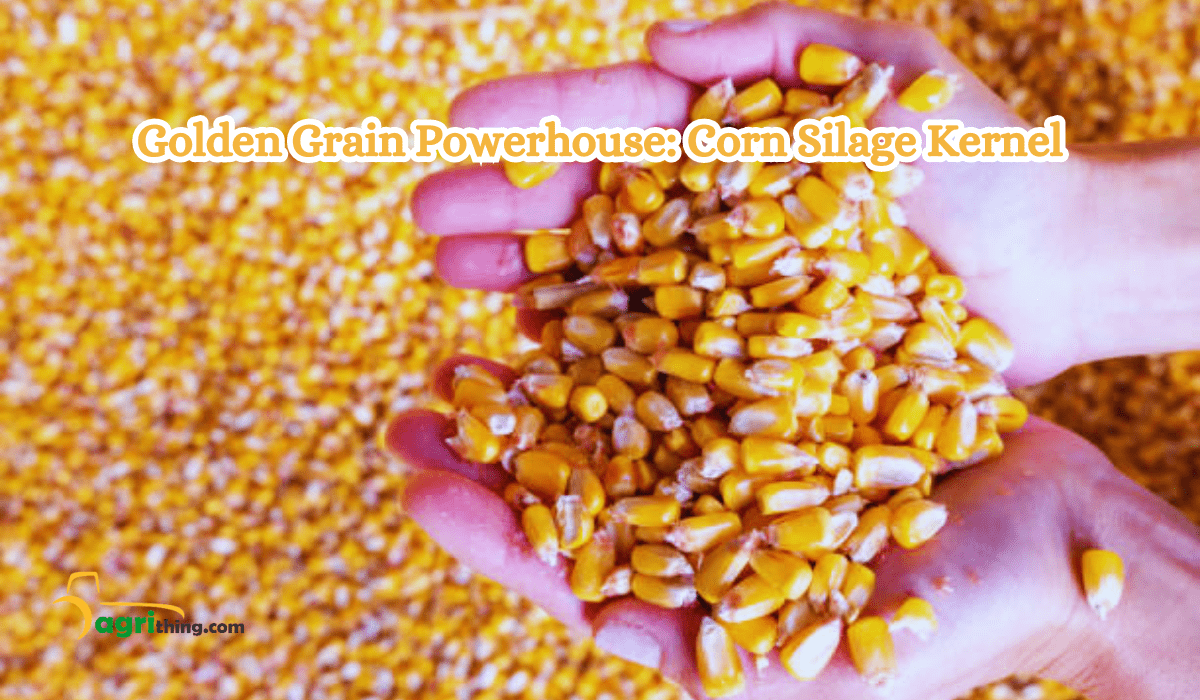 Mighty Corn Silage Kernels: Supercharge Livestock Nutrition